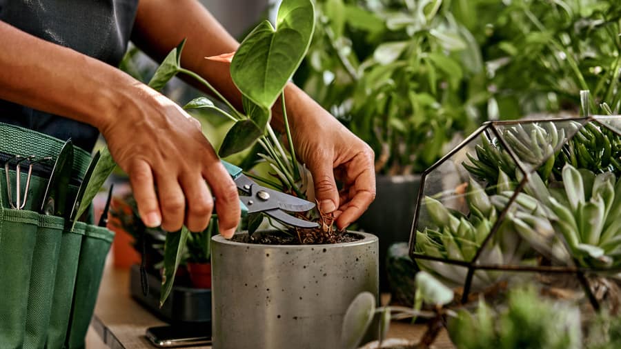 Hands pruning and refreshing a potted houseplant