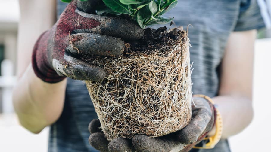 Gloved hands holding a rootbound houseplant ready for repotting